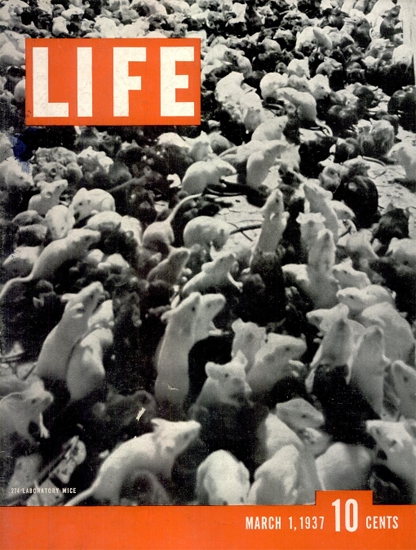 274 Laboratory Mice 1 Mar 1937 Copyright Life Magazine | Life Magazine BW Photo Covers 1936-1970