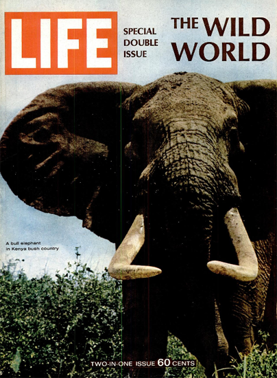 Bull Elephant in Kenya Bush Country 22 Dec 1967 Copyright Life Magazine | Life Magazine Color Photo Covers 1937-1970