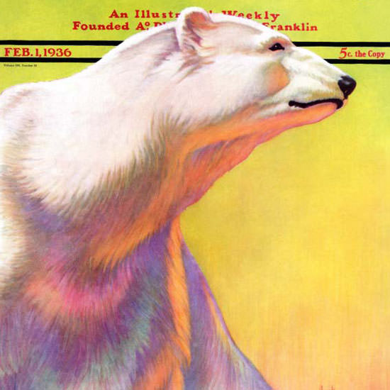 Jack Murray Saturday Evening Post Polar Bear 1936_02_01 Copyright crop | Best of Vintage Cover Art 1900-1970